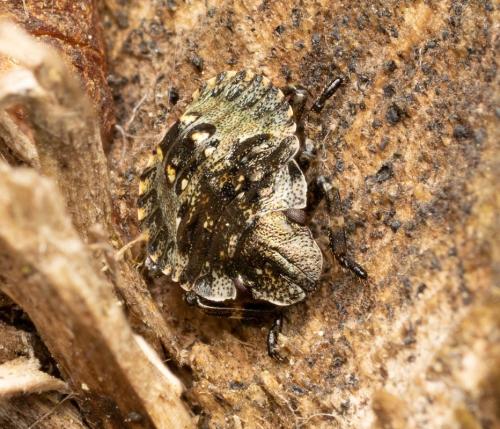 Pentatoma rufipes